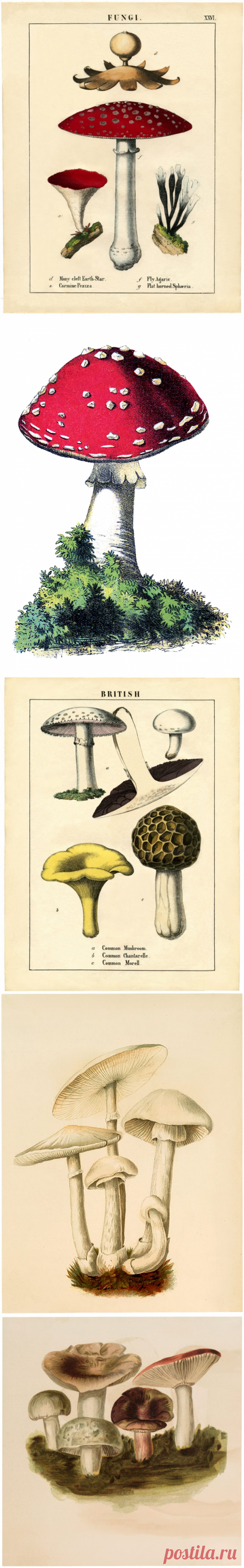 23 Грибные Изображения-Винтаж! - Графика Сказочная