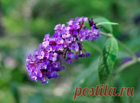В долгах отсутствует стыд, но присутствует честь!©