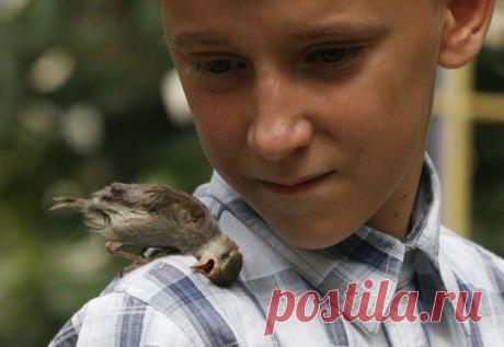 Трепетная дружба мальчика и воробья