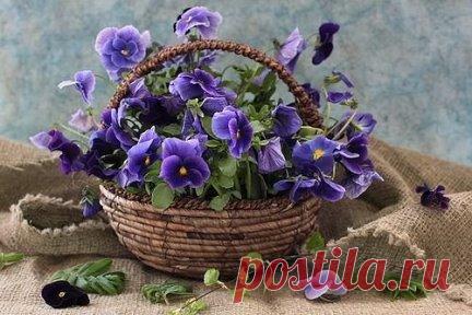 (99) Одноклассники