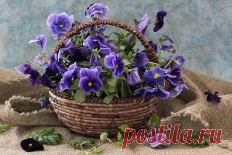 (99) Одноклассники