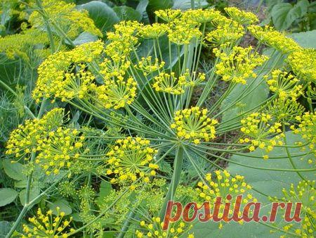 Полезные свойства и применение фенхеля