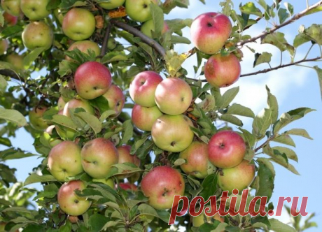 Приемы ускорения плодоношения в саду. - Садоводка