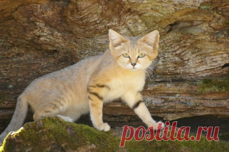 Барханная кошка