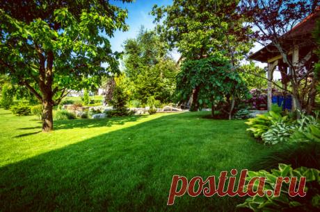 Что делать, если соседское дерево затеняет ваш участок | О Фазенде. Загородная жизнь | Яндекс Дзен