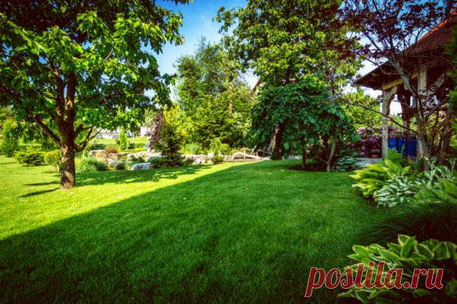 Что делать, если соседское дерево затеняет ваш участок | О Фазенде. Загородная жизнь | Яндекс Дзен