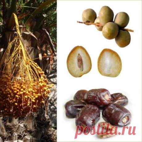 Съедайте утром всего 3 финика и вы поразитесь эффекту !