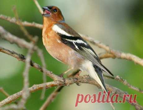 птицы | Записи в рубрике птицы | Дневник Мир_леса