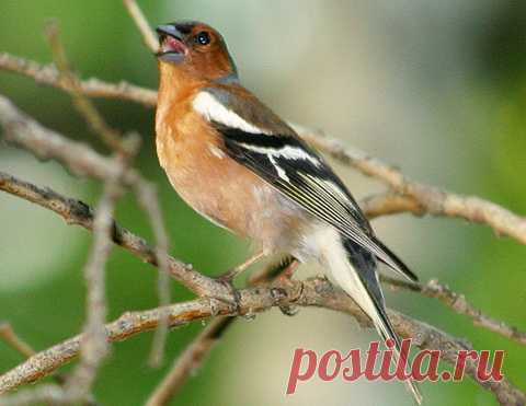 птицы | Записи в рубрике птицы | Дневник Мир_леса