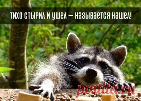 Тихо стырил и ушел - называется нашел! | Позитив