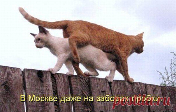 Если стало скучно и надоело про кухни. -приколы | ВСЁ ДЛЯ ДОМА