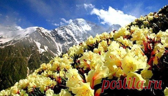 Цветение маральника, или рододендрона Ледебура, в горах Алтая.