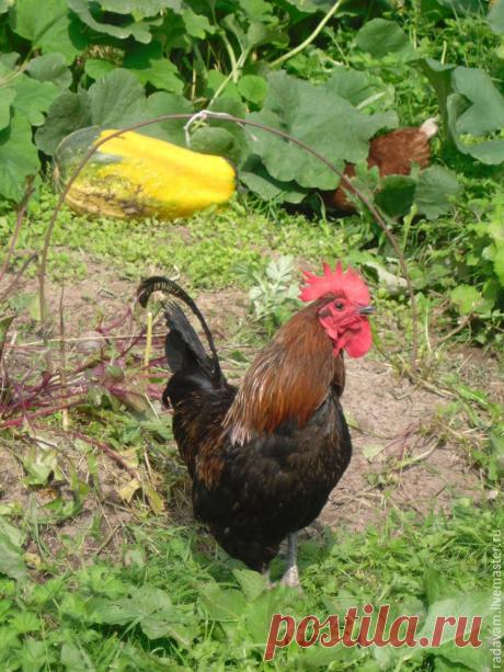 Делаем Петушка из ваты - Ярмарка Мастеров - ручная работа, handmade