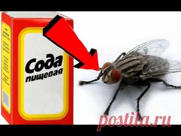 Как избавиться от мух За 3 Секунды   !!  !!  !!