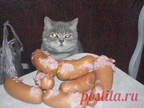 КОТ-ХОХОЛ :-D