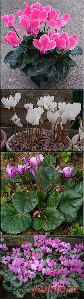 Цикламен (Cyclamen). Описание, виды и уход за цикламеном | Флористика на "Добро ЕСТЬ!"