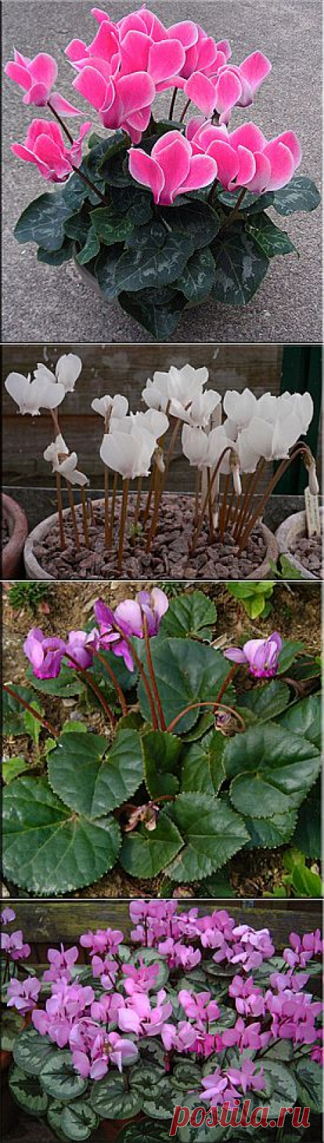 Цикламен (Cyclamen).