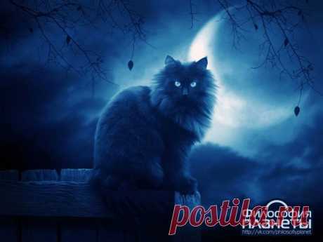 Кошка -  магическое животное. Очищение дома.