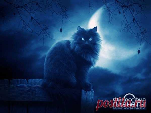 Кошка -  магическое животное. Очищение дома.