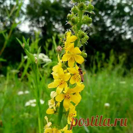 Лекарственное растение Репейничек аптечный (Agrimonia eupatoria). Многолетнее растение высотой 30-100 см. Стебель простой или в верхней части разветвленный, грубо опушенный. Листья прерывисто-непарноперистые, листочки крупно зубчатые, большие и маленькие, снизу по всей пластинке коротко и грубо опушены. Цветки 5-членные с желтыми слегка выемчатыми лепестками, собраны в длинные многоцветковые кисти; наружные щетинки чашечки отстают перпендикулярно, внутренние - сомкнуты и согнуты.