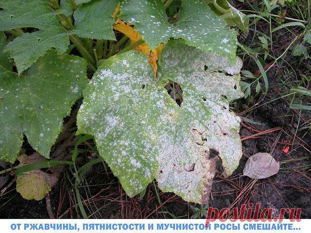 (92) Одноклассники