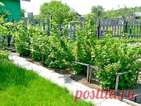 Подкормка посадок смородины для получения хорошего урожая