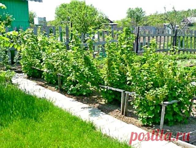 Подкормка посадок смородины для получения хорошего урожая