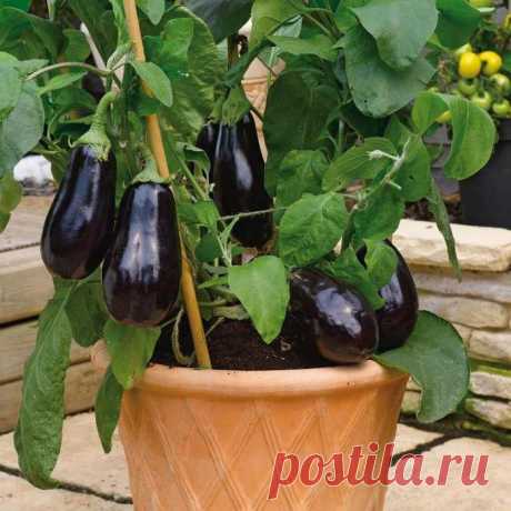 Баклажан "Японский карлик": отзывы, особенности выращивание, плодоносный период, вкусовые качества