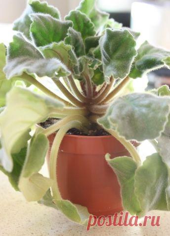 Спасаем залитую фиалку - Садоводка