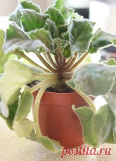 Спасаем залитую фиалку - Садоводка