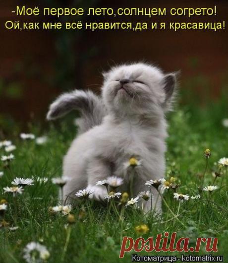 Родительское собрание (котоматрица) | Обхохочешься