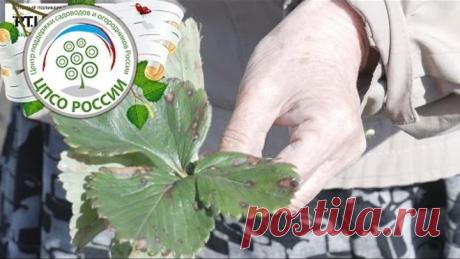 Земляника садовая выращивание. Уход.