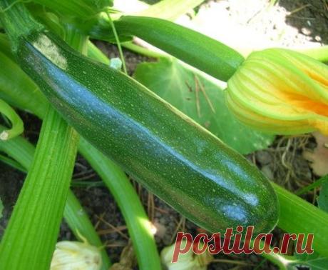 7 способов приготовить цуккини