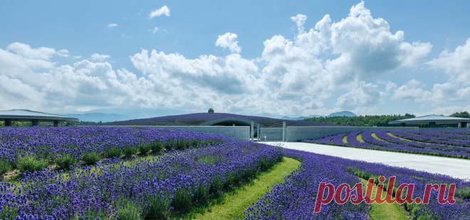 Саппоро: лучшие кладбища в мире – Варламов.ру