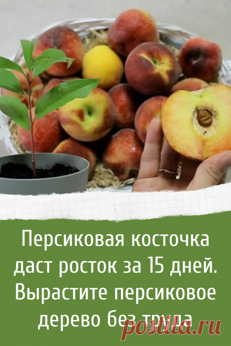 Персиковая косточка даст росток за 15 дней. Вырастите персиковое дерево без труда