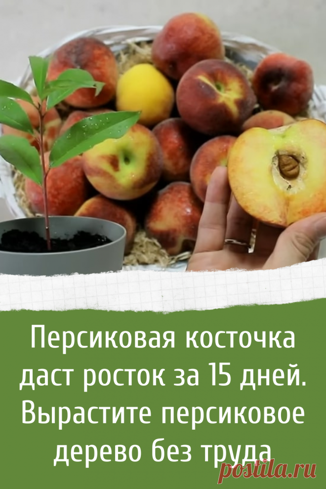 Персиковая косточка даст росток за 15 дней. Вырастите персиковое дерево без труда