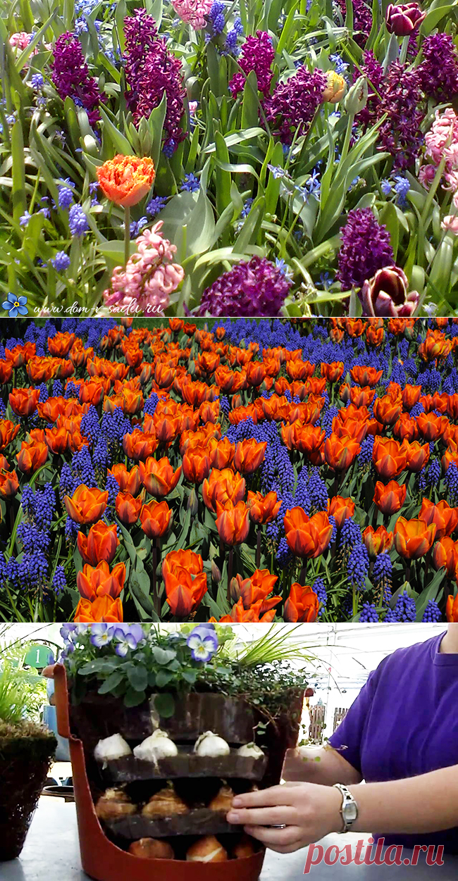 Ярусная посадка луковичных цветов. Как посадить луковичные цветы в горшок. | Красивый Дом и Сад