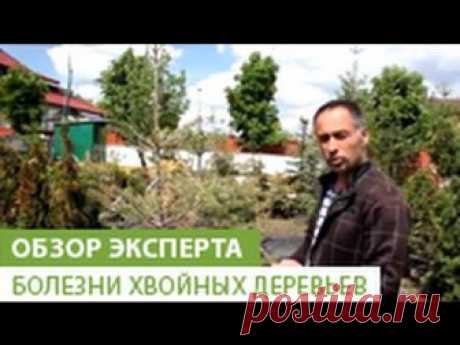 Болезни хвойных растений: атлас-определитель, описание, шютте, ржавчина, борьба с вредителями хвойников, лечение, сосна, туя, профилактика