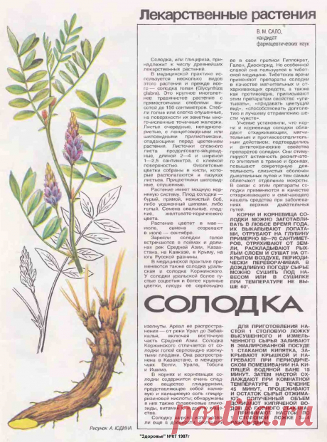 Солодка