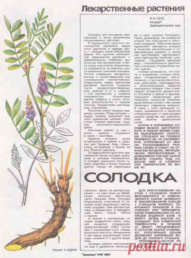 Солодка