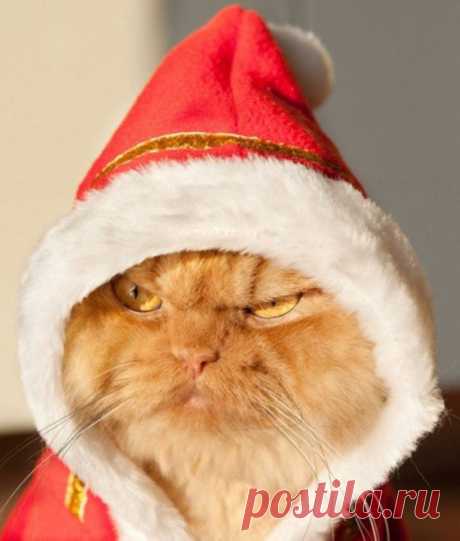 Кот радуется приходу Нового года!