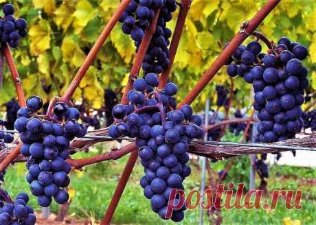 Uva Bordô - Muda Enxertada Nome científico: Vitis lambrusca Uva de origem americana, introduzida no Brasil em 1872 para consumo de mesa e fabricação de vinhos, muito resistente e doenças fúngicas A videira-americana é nativa da America do Norte e amplamente cultivada no Brasil, especialmente para consumo de mesa. É uma liana, perene, lenhosa e robusta, com folhagem decídua no inverno. Pode ser consumido in natura ou utilizado no preparo de sucos, doces, geléias e passas e ...
