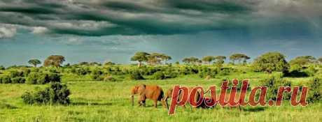 флора и фауна танзании – Google Поиск