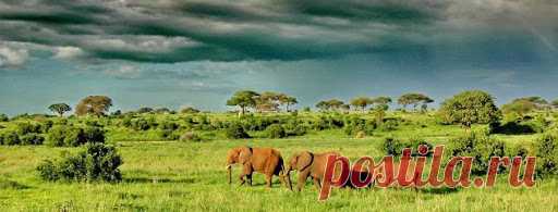 флора и фауна танзании – Google Поиск