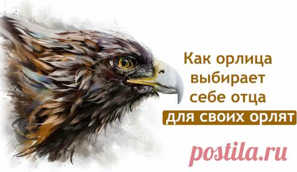 Вы знаете, как орлица выбирает себе отца для своих орлят?
Вы знаете, как орлица выбирает себе отца для своих орлят?  Она делает такую интересную вещь. С дерева или куста она отламывает веточку, берёт её в клюв, поднимается на большую высоту и с этой веточкой начинает там кружить. Вокруг самки начинают летать орлы, тогда она бросает эту ветку вниз, а сама смотрит. И вот какой-то орёл […]
Читай пост далее на сайте. Жми ⏫ссылку выше