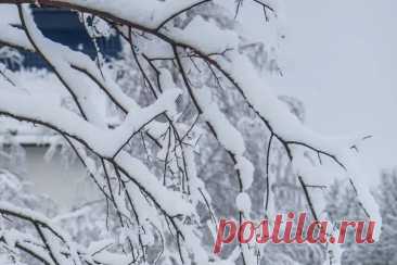 Зачем осенью в саду развешивали жестяные банки: не для отпугивания птиц, а для другой важной цели. На старых дачах можно было заметить странную картину: ветви яблонь и груш увешаны пустыми банками.