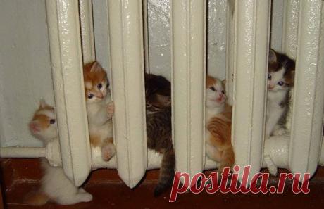 Кошки, которые очень любят тепло