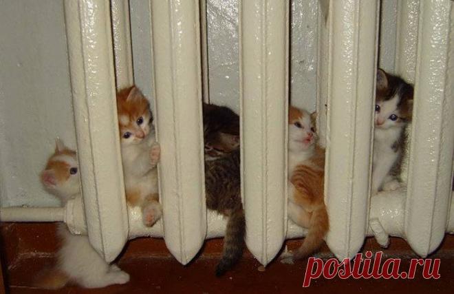 Кошки, которые очень любят тепло