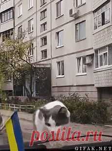 Прикольные гифки (15 штук) | Прикол.ру — приколы, картинки, фотки и розыгрыши!