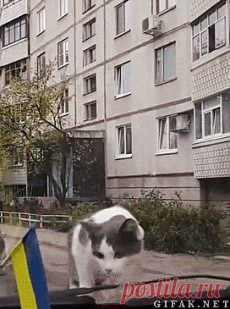 Прикольные гифки (15 штук) | Прикол.ру — приколы, картинки, фотки и розыгрыши!